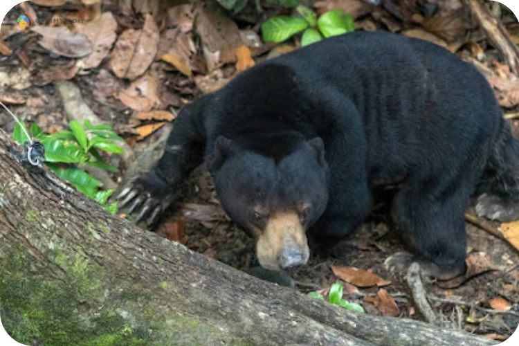 Imej Borneo Sun Bear Conservation Centre