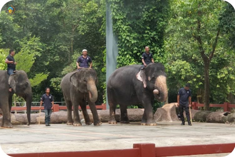 Imej Pusat Konservasi Gajah Kebangsaan