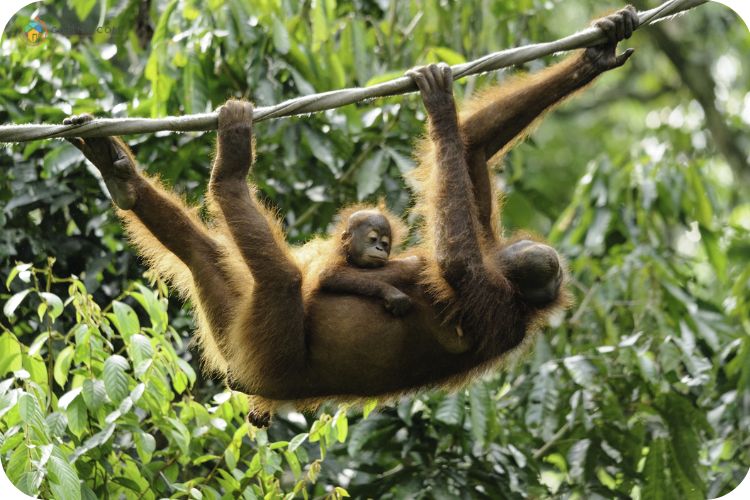 Imej Sepilok Orangutan Rehabilitiation Centre