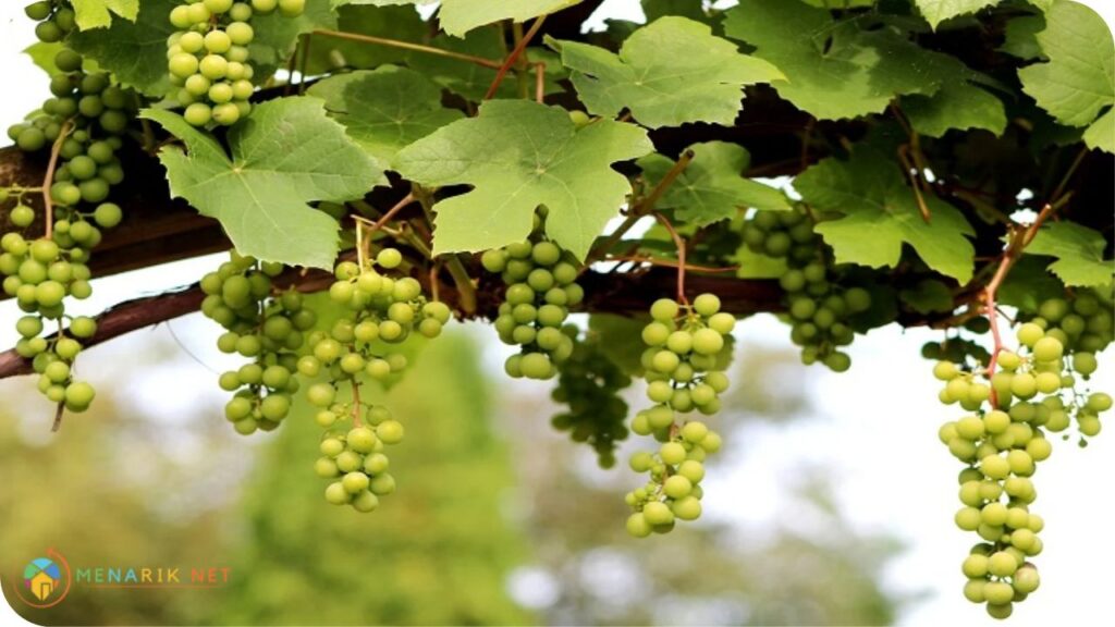 Imej Tempat Menarik di Semporna Taman Tanaman Anggur