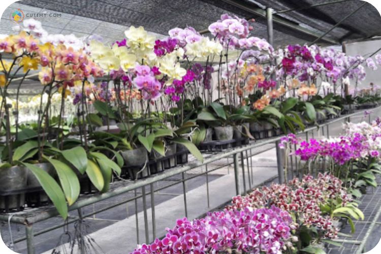 Imej World of Phalaenopsis (Orchid Farm)