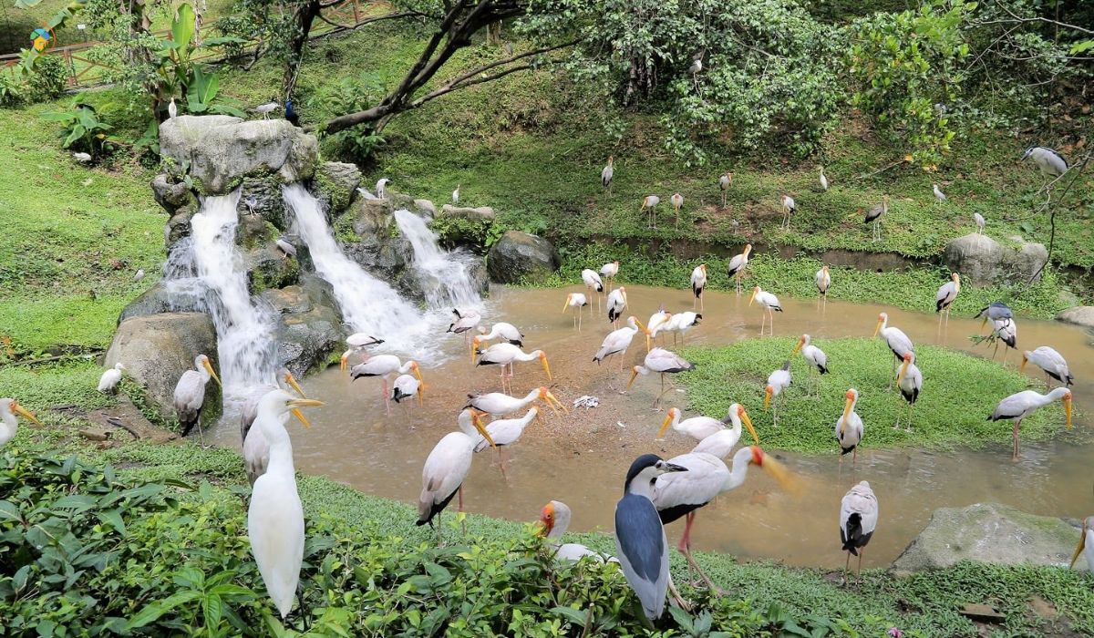 imej Tempat Menarik Di Kuala Lumpur KL Bird Park